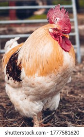 Rescued Rooster In A Farm Animal Sanctuary