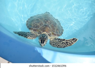 Rescued Sea Turtle At Turtle Hospital