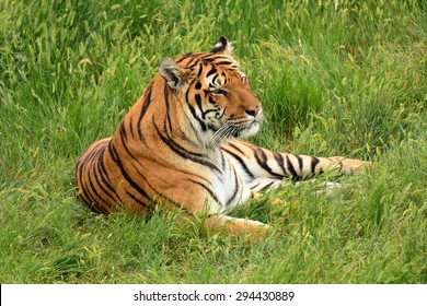 Rescued      Siberian  Tiger Relaxing In The Grass At  The Wild Animal Sanctuary In Keenesburg,  Colorado   