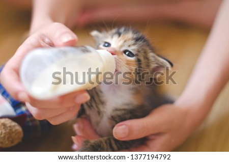 Rescued tiny baby cat hand fed with milk from a nursing bottle; calico kitten with baby blue eyes, held and nursed by a young woman. Adopt don't shop, spay and neuter, rescue concepts