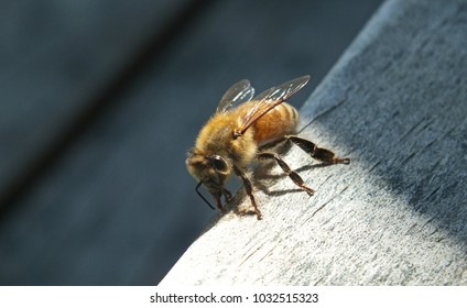 638 Rescue Bees Images, Stock Photos & Vectors | Shutterstock