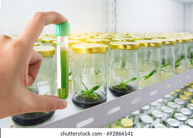 Research Herbal Medicine At Lab , Test Pharmaceutical With Shaker Plant Growth Experiments Done In The Laboratory Of Plant Tissue.