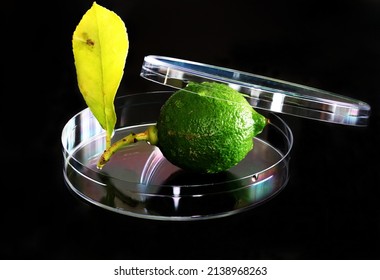 Research On Food Technology In The Laboratory