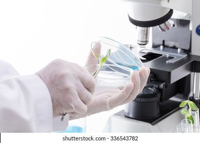 Research Scientist (sunflower industry laboratory, for use in the agriculture industry)
