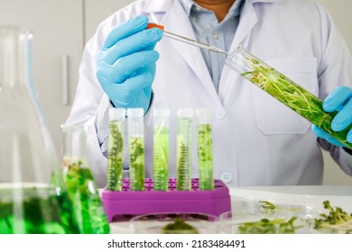 research scientist team working  research and Biotech science Photobioreactor in laboratory of algae fuel, biofuel sustainable biochemical - Shutterstock ID 2183484491