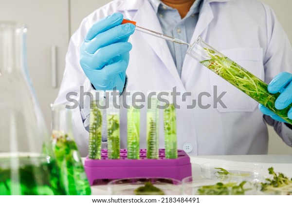 research scientist team working  research and\
Biotech science Photobioreactor in laboratory of algae fuel,\
biofuel sustainable\
biochemical