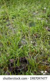 A Research Spot Market By A Flag In A Meadow With Spring Fen.