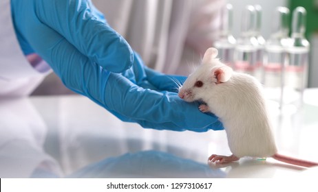 Research staff are injecting the mouse into animals,Experimental animals,Vaccine test on laboratory mouse Lab rats.