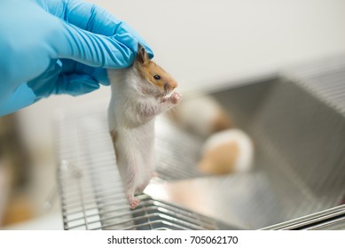
Research staff are injecting the mouse into animals,Experimental animals,Vaccine test on laboratory mouse Lab rats.