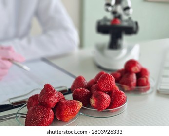 Research study on strawberries with microscope in laboratory setting during daylight hours