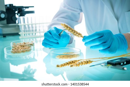 Researcher analyzing agricultural grains and legumes in the laboratory. GMO research of cereals. Testing of  genetically modified seeds