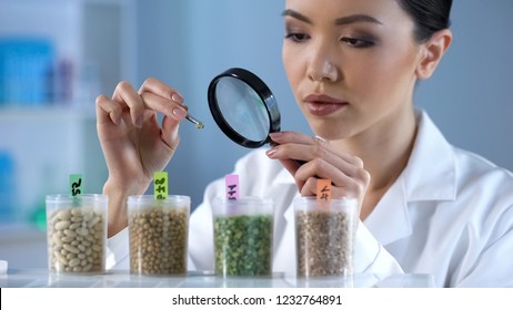 Researcher Analyzing Pea Grain Properties With Magnifying Glass, Crop Breeding