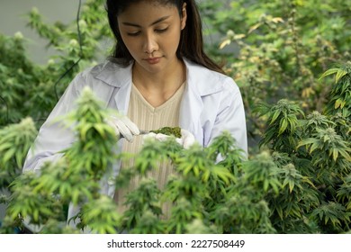 Researcher checking, testing, analyze cannabis briquette to improve quality in alternative medicine treatments together at indoor greenhouse. Concept alternative medicine.