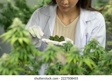 Researcher checking, testing, analyze cannabis briquette to improve quality in alternative medicine treatments together at indoor greenhouse. Concept alternative medicine. Focus hemps.