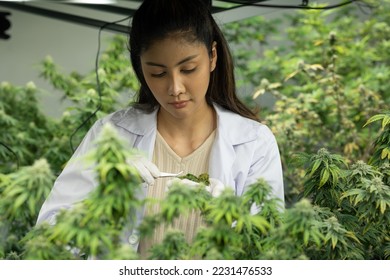 Researcher checking, testing, analyze cannabis briquette to improve quality in alternative medicine treatments together at indoor greenhouse. Concept alternative medicine.