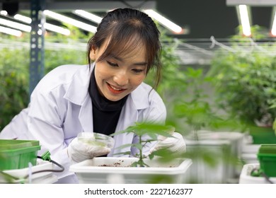 Researcher checking, testing, analyze young cannabis  plant to improve quality in alternative medicine treatments together at indoor greenhouse. Concept alternative medicine.