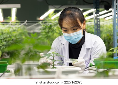 Researcher checking, testing, analyze young cannabis  plant to improve quality in alternative medicine treatments together at indoor greenhouse. Concept alternative medicine.