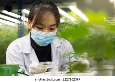 Researcher checking, testing, analyze young cannabis  plant to improve quality in alternative medicine treatments together at indoor greenhouse. Concept alternative medicine.