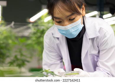 Researcher checking, testing, analyze young cannabis  plant to improve quality in alternative medicine treatments together at indoor greenhouse. Concept alternative medicine.