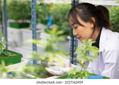 Researcher checking, testing, analyze young cannabis  plant to improve quality in alternative medicine treatments together at indoor greenhouse. Concept alternative medicine.