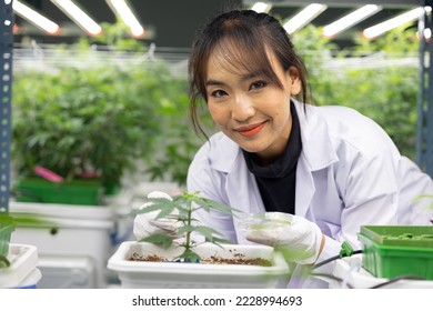 Researcher checking, testing, analyze young cannabis  plant to improve quality in alternative medicine treatments together at indoor greenhouse. Concept alternative medicine.