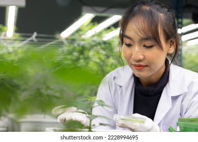 Researcher checking, testing, analyze young cannabis  plant to improve quality in alternative medicine treatments together at indoor greenhouse. Concept alternative medicine.