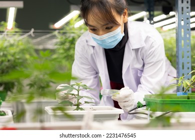 Researcher checking, testing, analyze young cannabis  plant to improve quality in alternative medicine treatments together at indoor greenhouse. Concept alternative medicine.