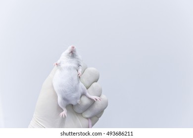 Researcher Gribs A ICR Mice