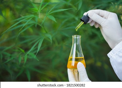 Researcher holding a dropper with hemp oil product. CBD cannabis oil. medical marijuana concept.
