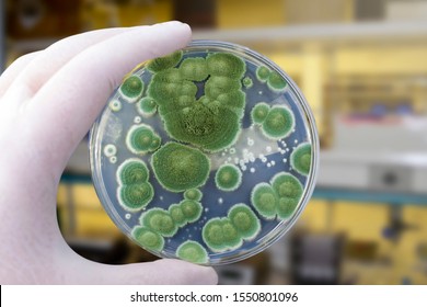 Researcher holding Petri dish with colonies of Penicillium fungi. Penicillium is a mold fungus that causes food spoilage, used in cheese production and produces antibiotic penicillin