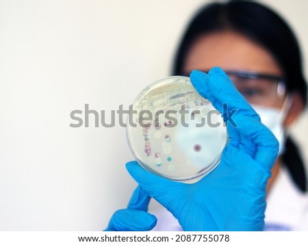 Researcher is holding Petri dish of Vibrio vulnificus in CHROMagar and TCBS, an estuarine bacterium which occurs in in filter-feeding molluscan shellfish, such as oysters., ingestion of the bacterium.