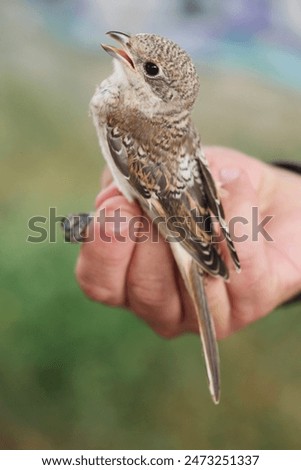 Similar – A young kestrel in the hands of its surrogate mother shortly after feeding