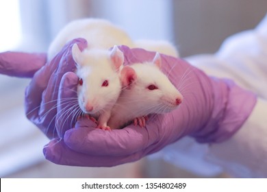The researcher holds a lab rat in the hands. Study of tumors and genetically modified substances in rats. Cute rats in the lab