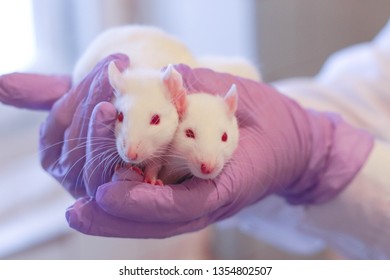 The researcher holds a lab rat in the hands. Study of tumors and genetically modified substances in rats. Cute rats in the lab