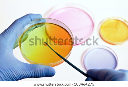 researcher preparing several color plates with media in a microbiology laboratory/hand of a technician inoculating plates