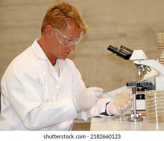 Researcher Or Scientist Growing Bacteria In A Microbiological Culture Petri Dish. 