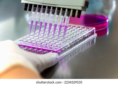 Researcher using micropipette dropping solution to microplate, for biologic tests. 96 well plate with samples for biological analysis. Scientist hand holding microplate for biomedical research. 