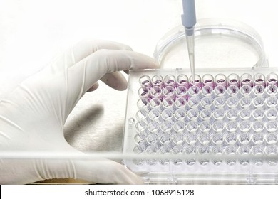 96 Well Plate Lab Testing Images Stock Photos Vectors