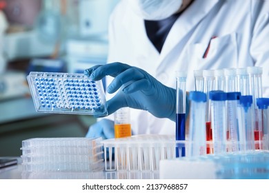 Researcher working with microplate panel for diseases diagnosis in the laboratory. Doctor working with microplate for elisa analysis - Shutterstock ID 2137968857