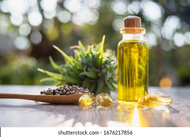 Researchers capture a bottle of hemp oil. CBD distilled into oil. Hemp tree background. Medical marijuana concepts in the treatment of diseases There is space for entering text.