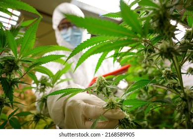 Researchers care for cannabis plants wearing protective clothing in indoor farms. Check out cannabis strains with high CBD content. free cannabis concept