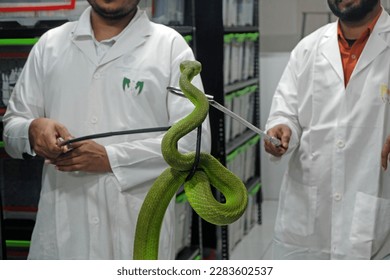 Los investigadores están examinando a las serpientes en el Centro Venom para extraer su veneno. Centro de investigación sobre venenos de serpientes Chittagong, Bangladesh