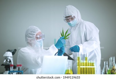 Researching marijuana or cannabis in scientific laboratories for medicinal benefits, Oil Cannabis