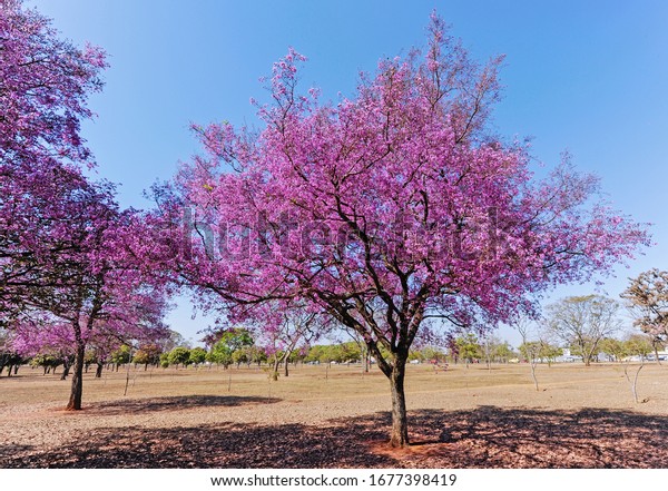 Reseda Tree or Queen of the Flowers Tree,\
Lagerstroemia indica (crape myrtle, crepe myrtle, crepe flower) is\
a species in the genus Lagerstroemia in the family Lythraceae.\
October 2011, Brasilia