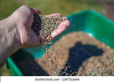 Reseeding lawns using seeds and a turf spreader