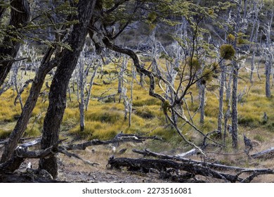 RESERVA PROVINCIAL LAGUNA NEGRA at Fagnano Lake near Tolhuin, Argentina, Tierra del Fuego, South America - Shutterstock ID 2273516081