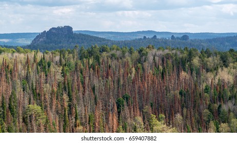 Reserve Krasnoyarsk Pillars. The Wildman Pillar