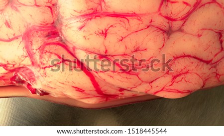 Reserved animal brain in surgery or surgeon metal plate table in scientific veterinary laboratory, close up. Real anatomy prop closeup. Psychology of mood and depression study.