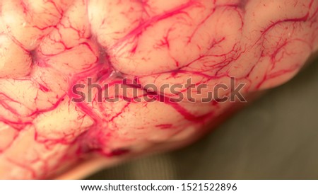 Reserved animal brain in surgery or surgeon metal plate table in scientific veterinary laboratory, close up. Real anatomy prop closeup. Psychology of mood and depression study.