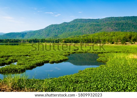 Reservoir in countryside of Thailand cover by mass of water hyacinth that growth rapidly and obstrcut the distribution